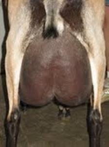 jitterbug udder